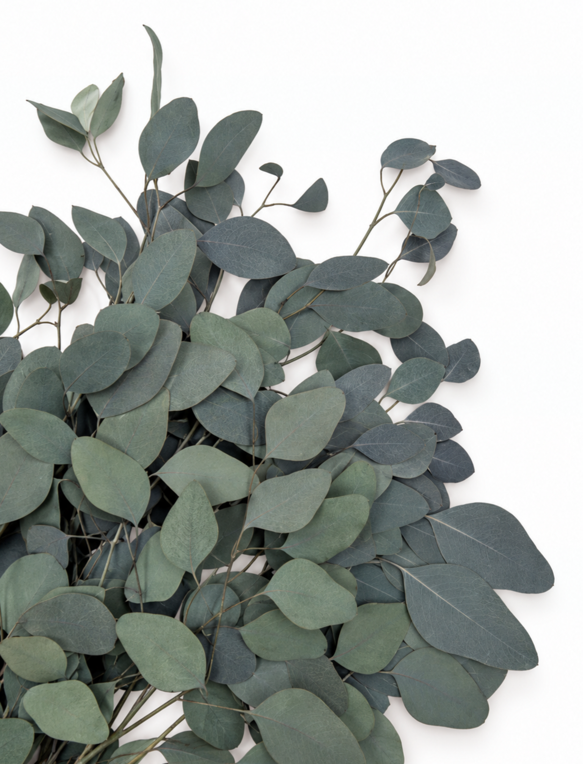 Preserved Populus Eucalyptus Stems - Green - 150 g / 60 cm