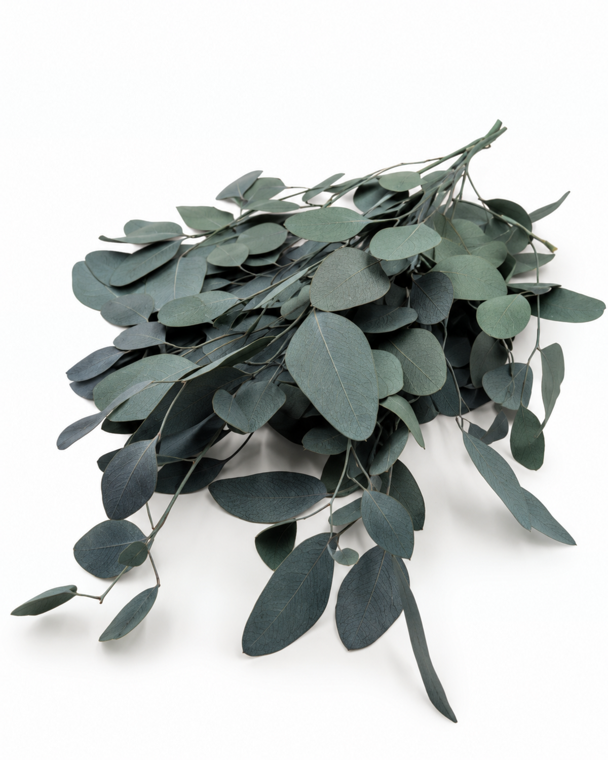 Preserved Populus Eucalyptus Stems - Green - 150 g / 60 cm