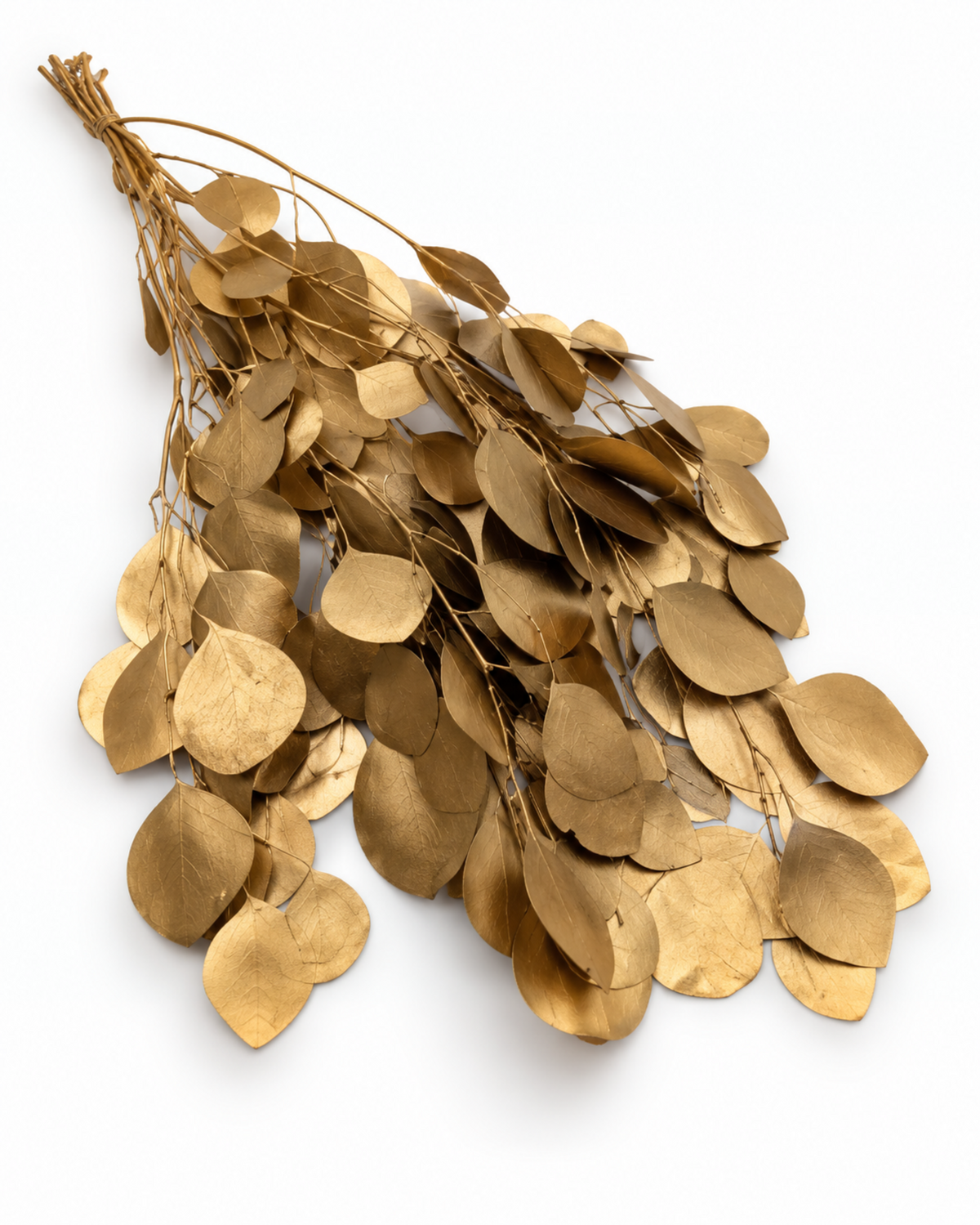 Preserved Populus Eucalyptus Stems - Gold - 170 g / 60 cm