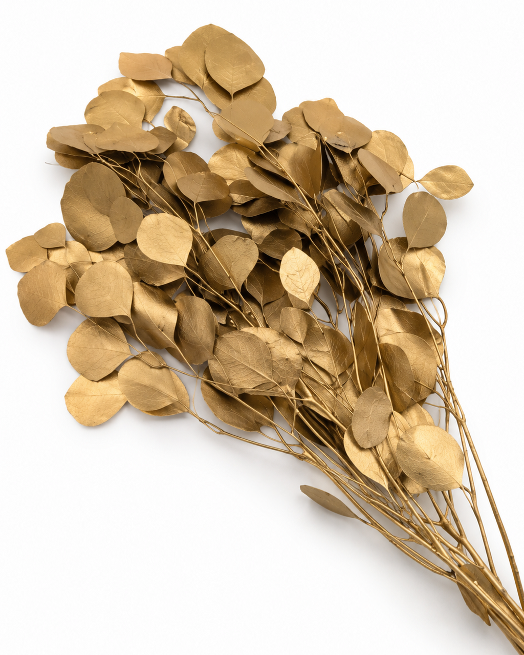 Preserved Populus Eucalyptus Stems - Gold - 170 g / 60 cm
