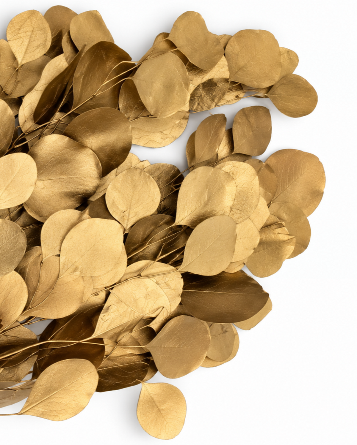 Preserved Populus Eucalyptus Stems - Gold - 170 g / 60 cm