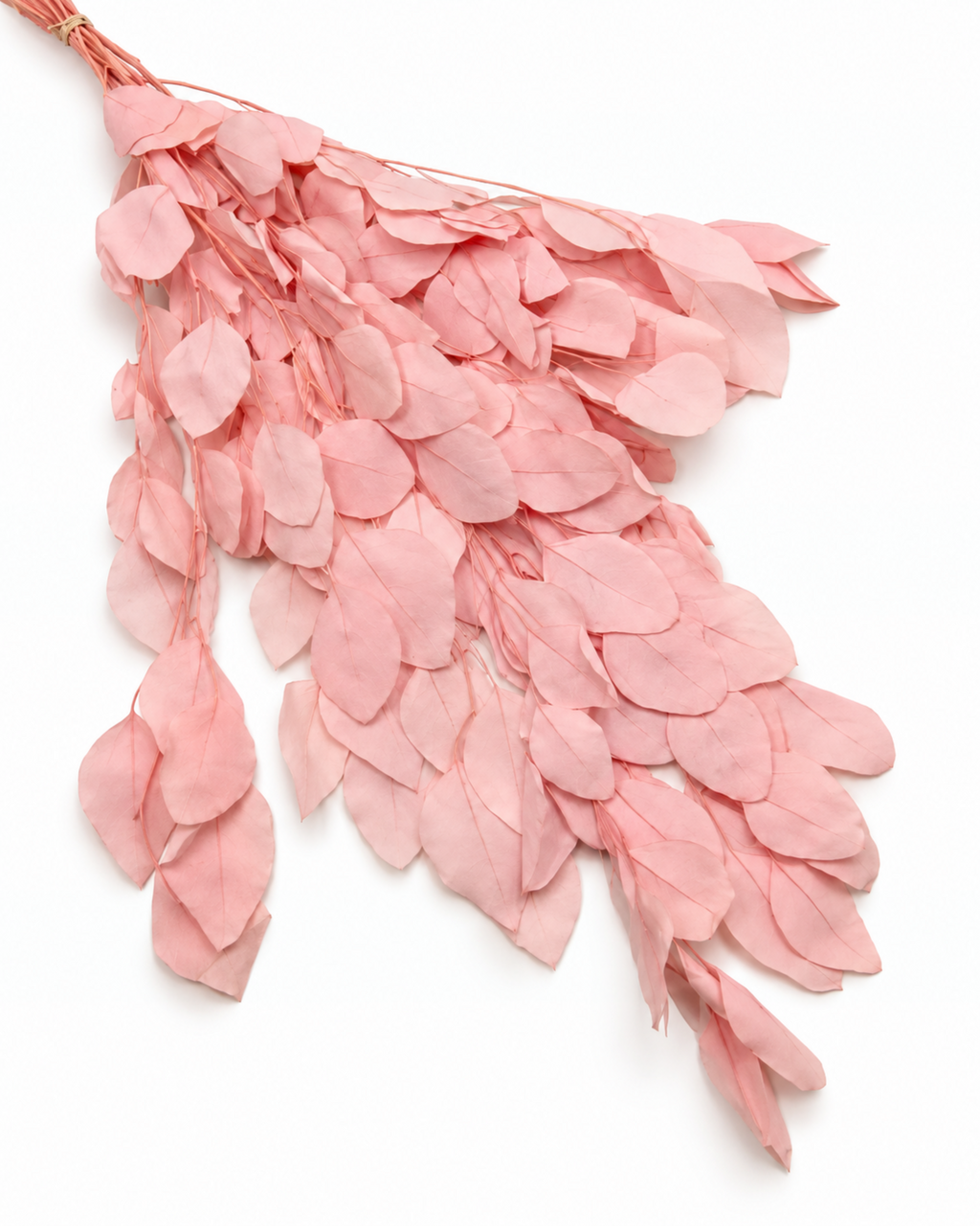 Preserved Populus Royal Eucalyptus Stems - Light Pink - 100 g / 60 cm