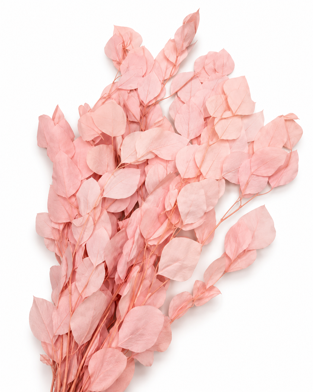 Preserved Populus Royal Eucalyptus Stems - Light Pink - 100 g / 60 cm