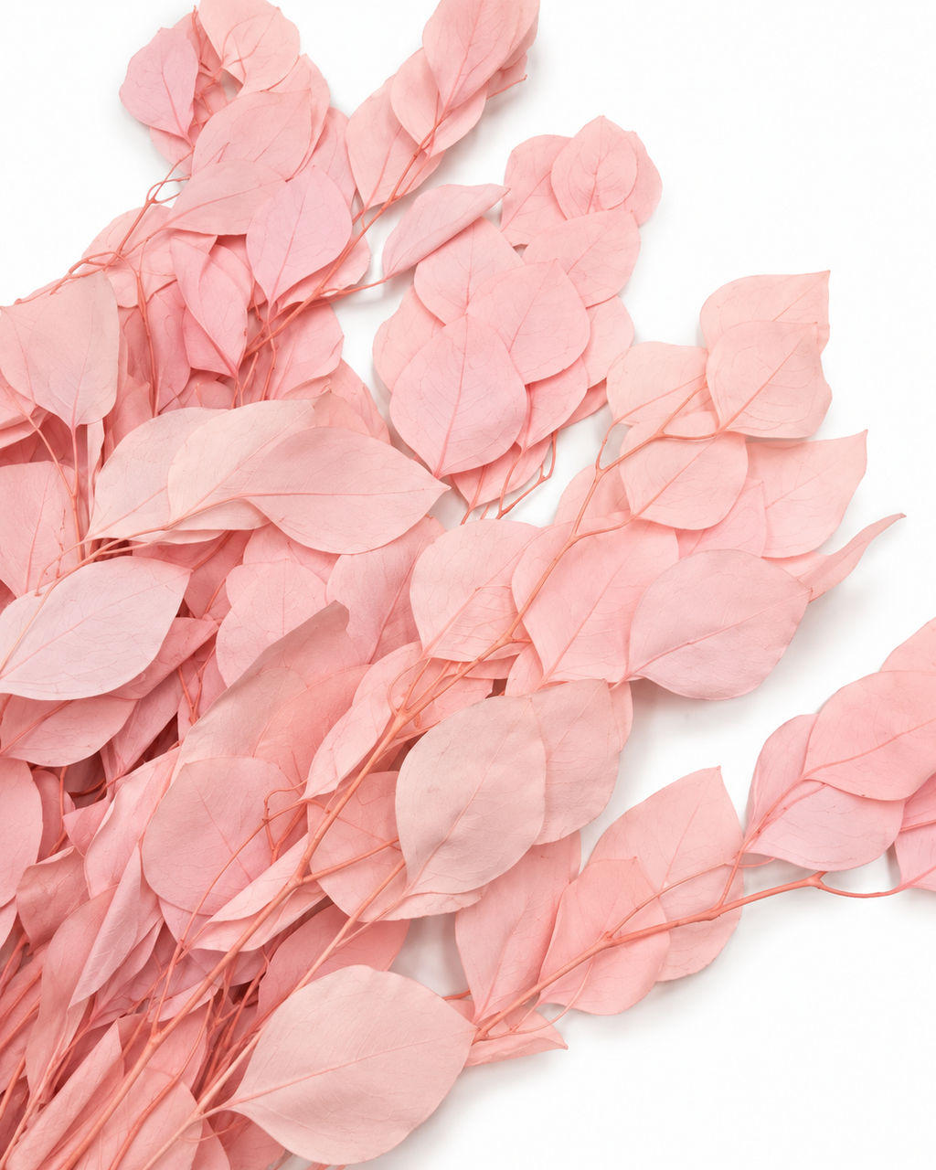 Preserved Populus Royal Eucalyptus Stems - Light Pink - 100 g / 60 cm