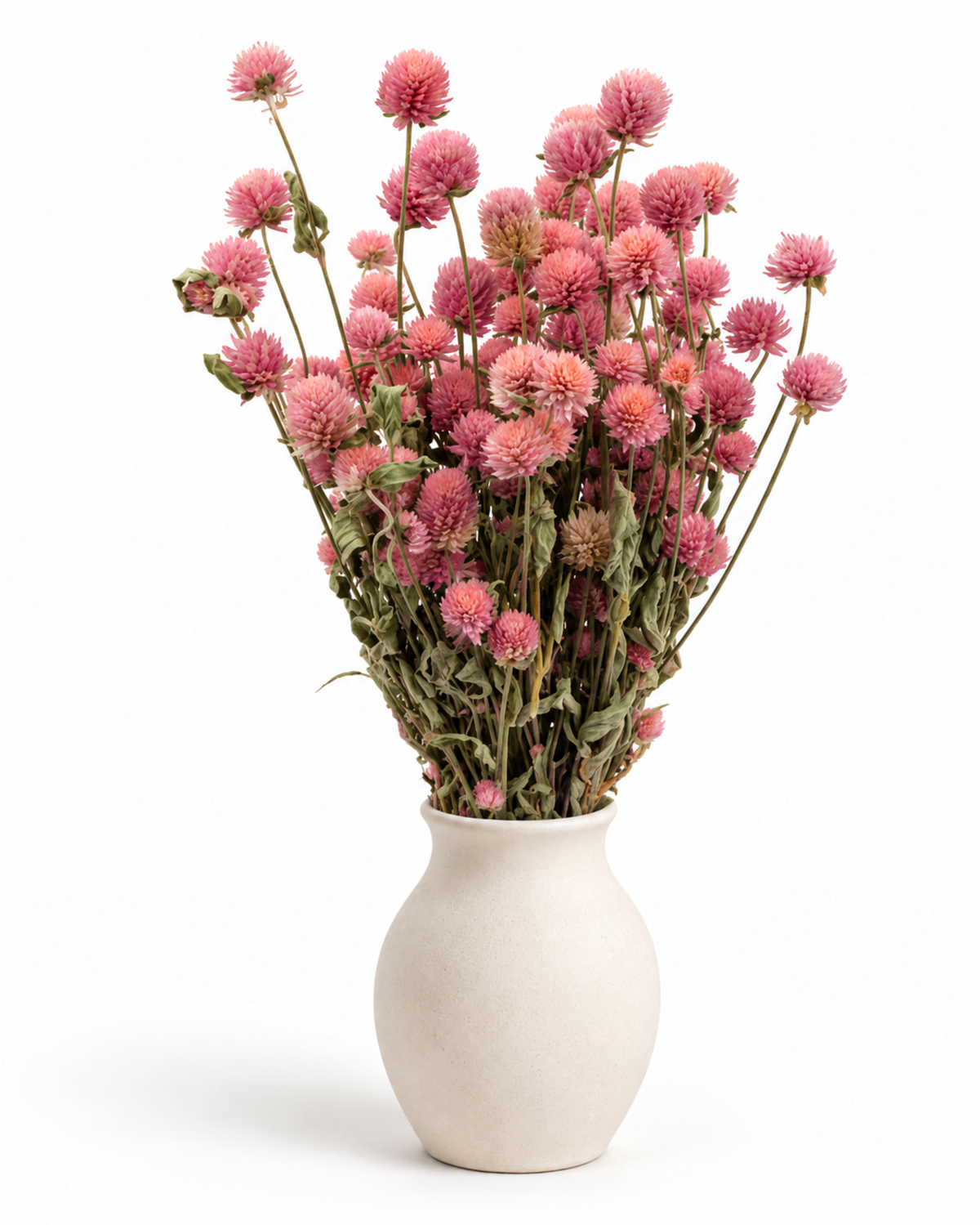 Hastes de Gomphrena Rosa Blush