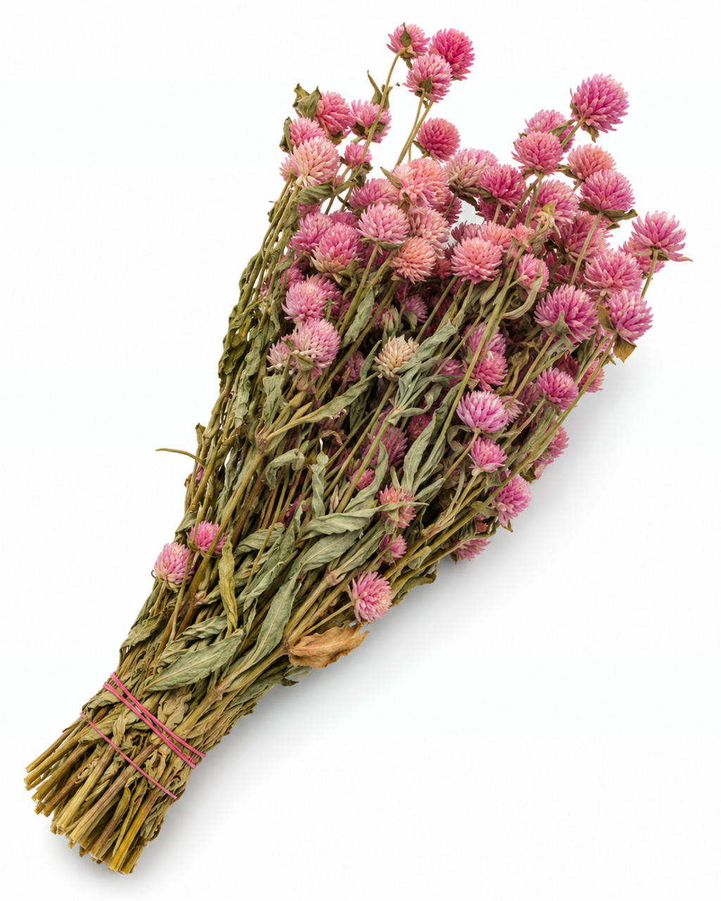 Hastes de Gomphrena Rosa Blush