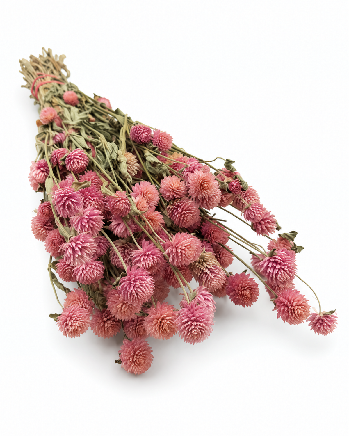 Hastes de Gomphrena Rosa Blush