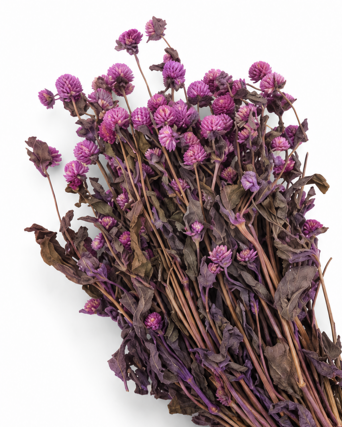Dried Lavender Globe Amaranth Bunch - Gomphrena Globosa - 110 g / 60 cm