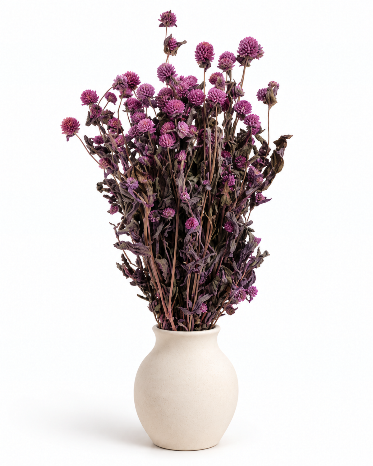 Dried Lavender Globe Amaranth Bunch - Gomphrena Globosa - 110 g / 60 cm
