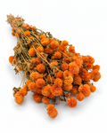 Dried Orange Globe Amaranth Bunch - Gomphrena Globosa - 110 g / 60 cm