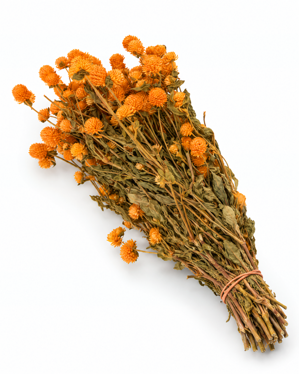 Dried Orange Globe Amaranth Bunch - Gomphrena Globosa - 110 g / 60 cm