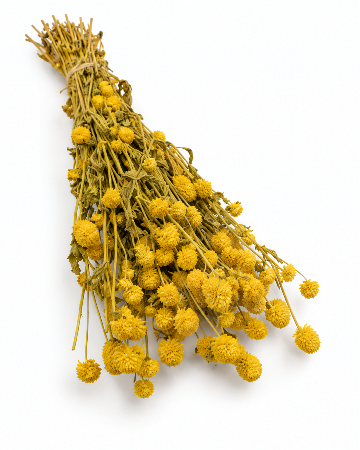 Dried Yellow Globe Amaranth Bunch - Gomphrena Globosa - 110 g / 60 cm