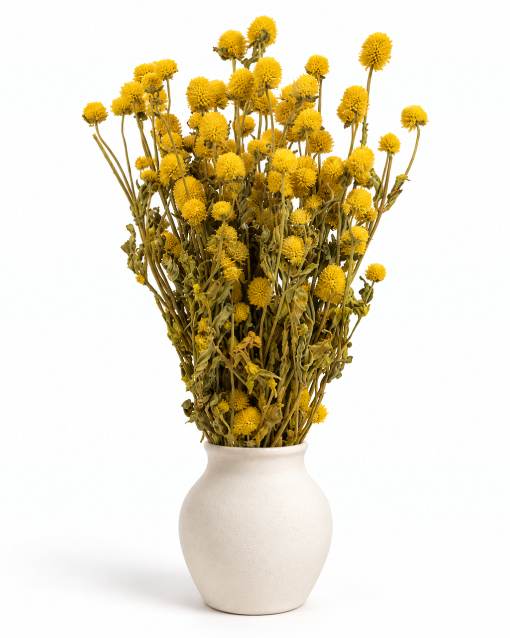 Dried Yellow Globe Amaranth Bunch - Gomphrena Globosa - 110 g / 60 cm