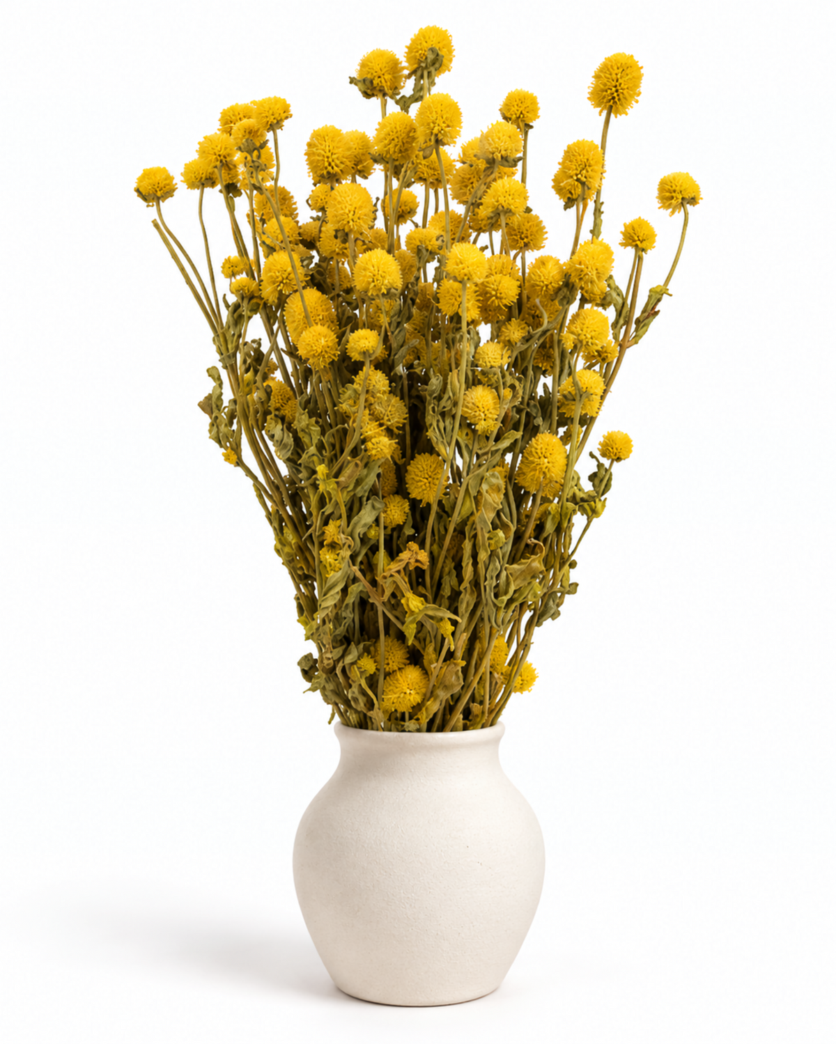 Dried Yellow Globe Amaranth Bunch - Gomphrena Globosa - 110 g / 60 cm