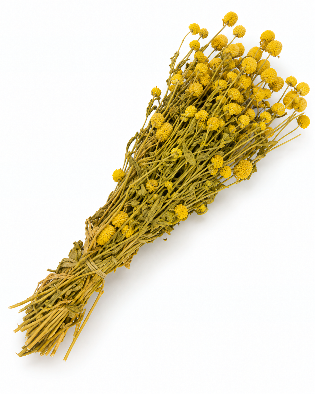 Dried Yellow Globe Amaranth Bunch - Gomphrena Globosa - 110 g / 60 cm