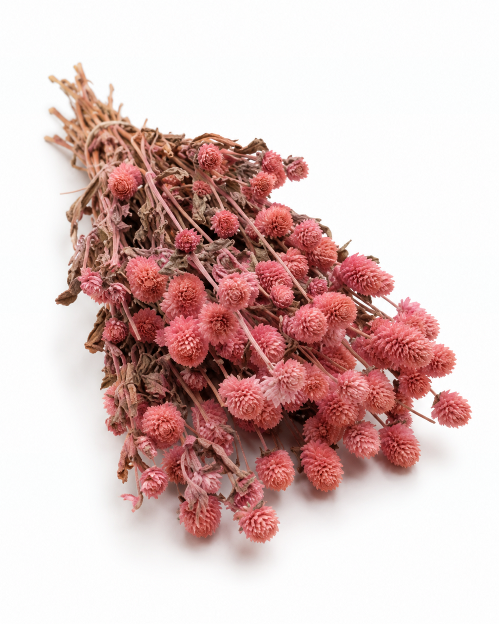 Dried Pink Globe Amaranth Bunch - Gomphrena Globosa - 110 g / 60 cm