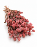 Dried Pink Globe Amaranth Bunch - Gomphrena Globosa - 110 g / 60 cm