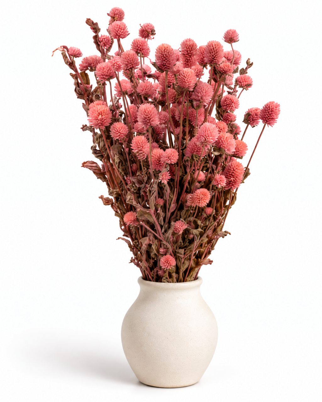 Dried Pink Globe Amaranth Bunch - Gomphrena Globosa - 110 g / 60 cm
