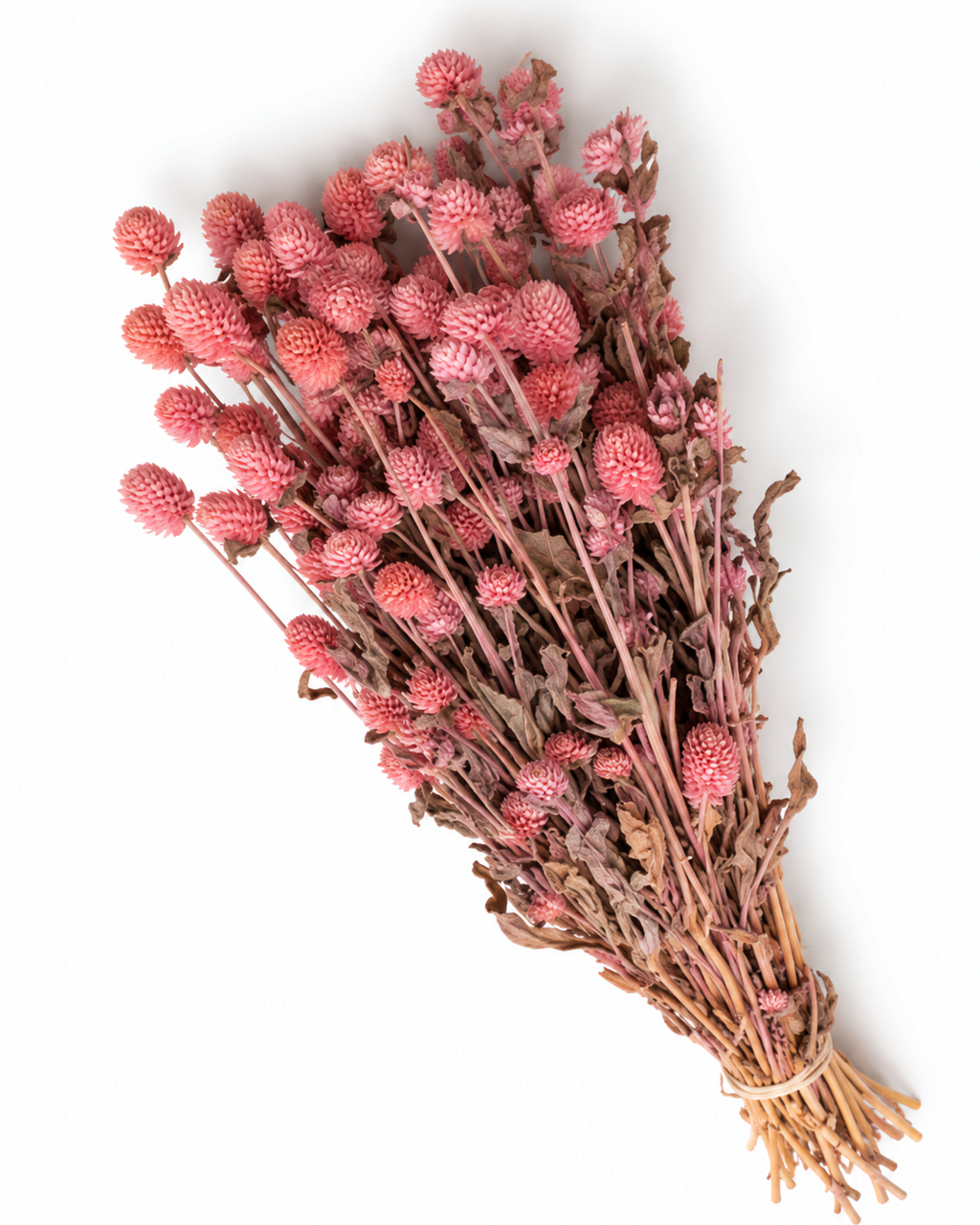Dried Pink Globe Amaranth Bunch - Gomphrena Globosa - 110 g / 60 cm