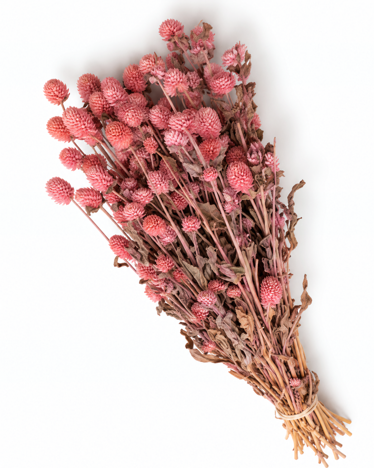 Dried Pink Globe Amaranth Bunch - Gomphrena Globosa - 110 g / 60 cm