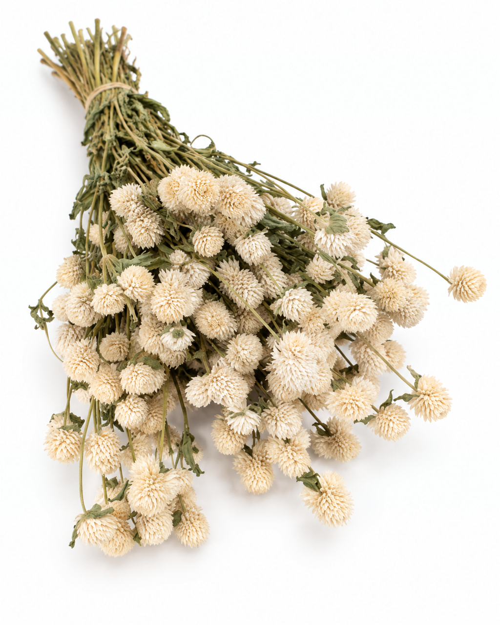 Ramo de Gomphrena Seca Marfim 35-40cm - 10 Hastes Flores Bege