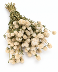 Ramo de Gomphrena Seca Marfim 35-40cm - 10 Hastes Flores Bege