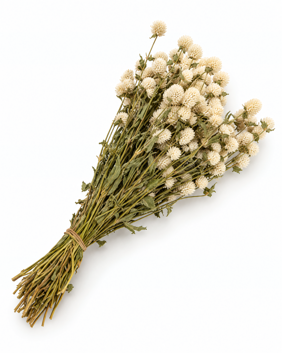 Dried White Globe Amaranth Bunch - Gomphrena Globosa - 80 g / 40 cm