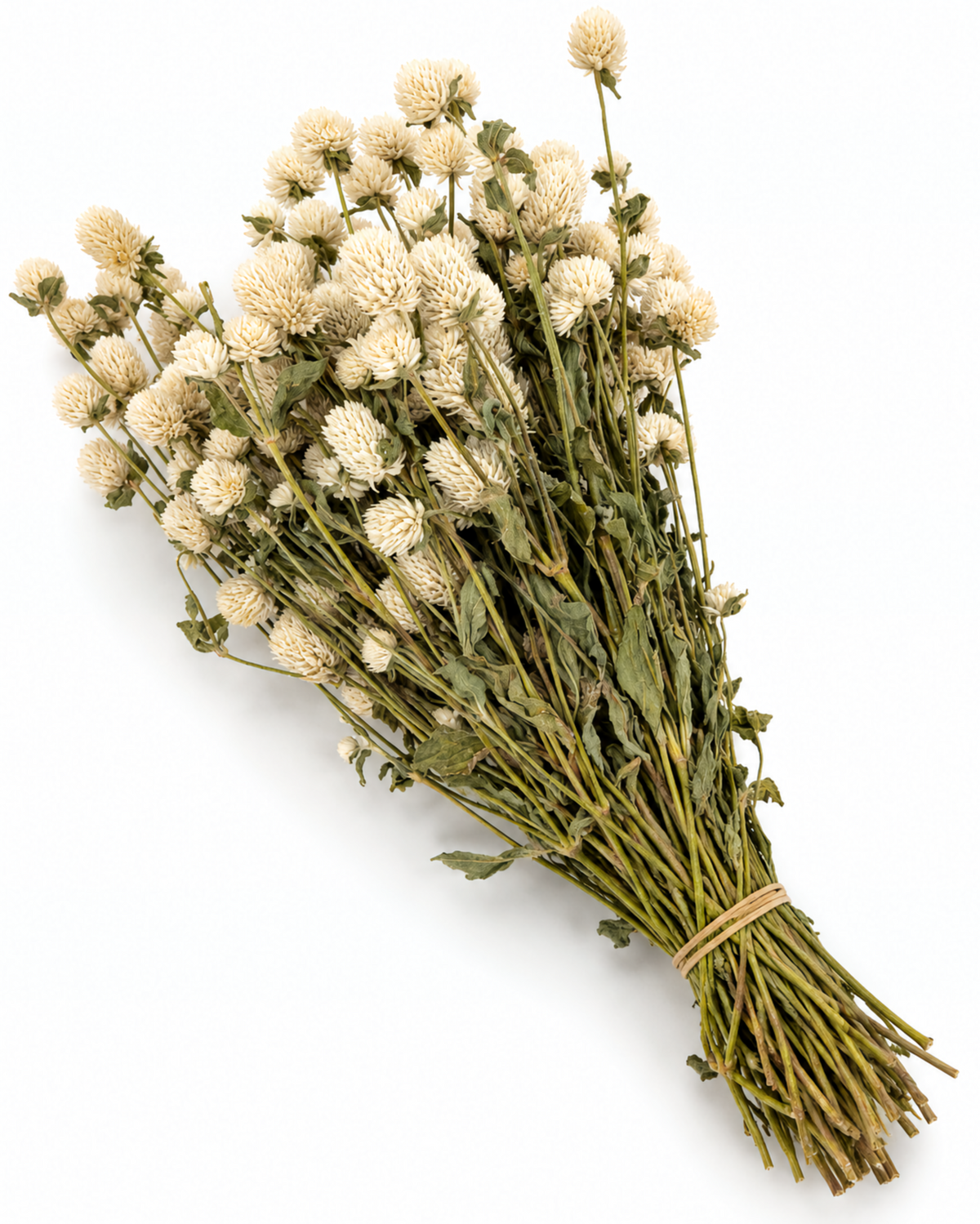 Dried White Globe Amaranth Bunch - Gomphrena Globosa - 80 g / 40 cm