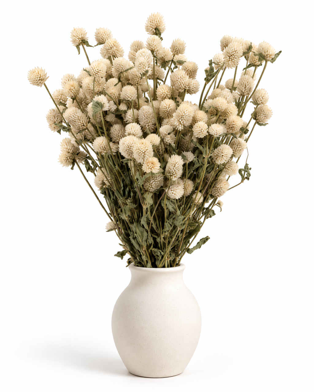 Ramo de Gomphrena Seca Marfim 35-40cm - 10 Hastes Flores Bege