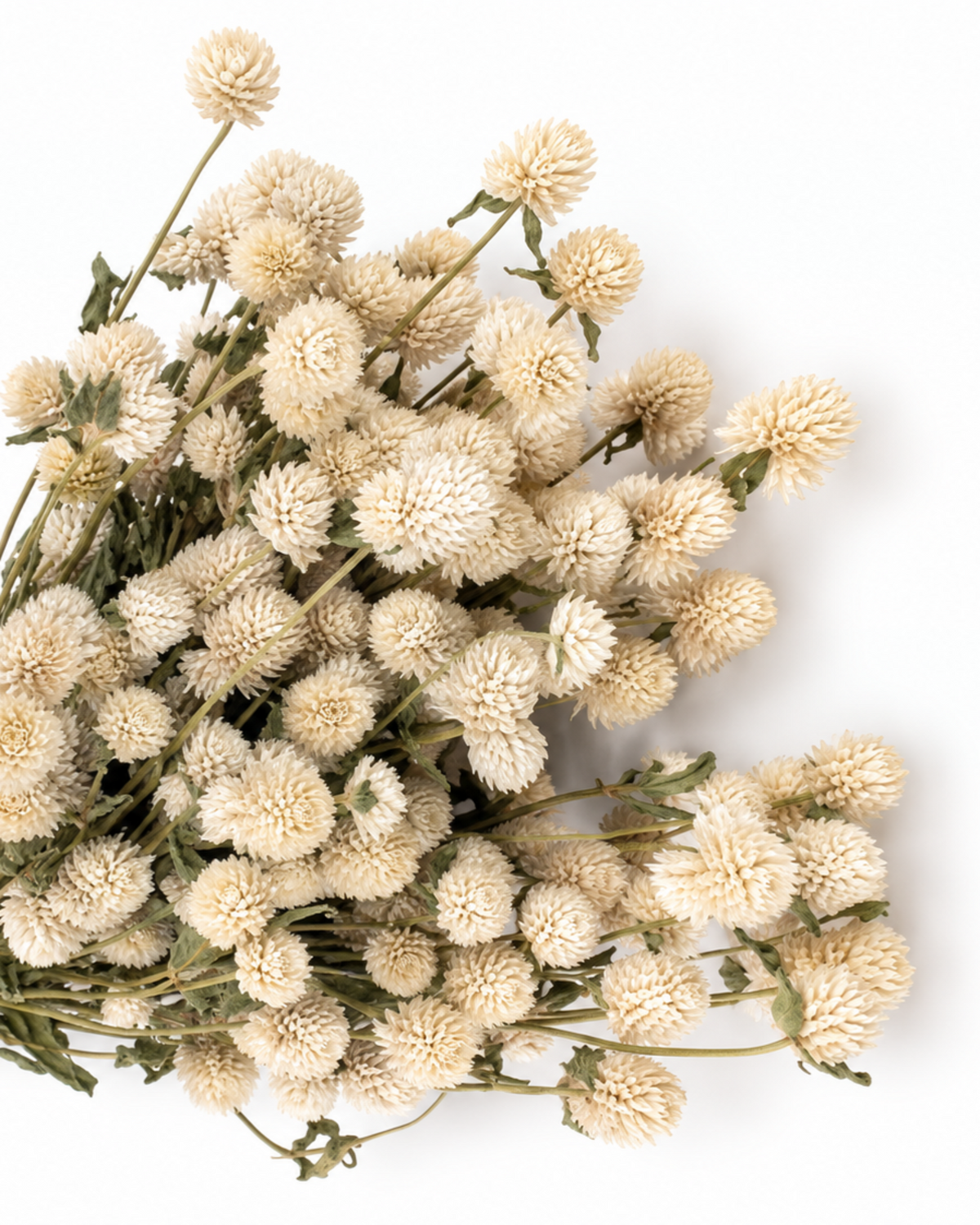 Dried White Globe Amaranth Bunch - Gomphrena Globosa - 80 g / 40 cm