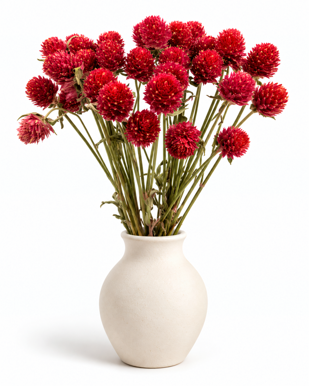 Hastes de Gomphrena Marfim Secas Naturais - Perpétuas Creme