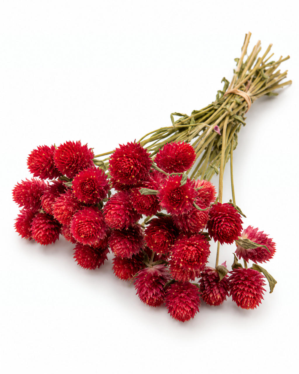 Hastes de Gomphrena Marfim Secas Naturais - Perpétuas Creme