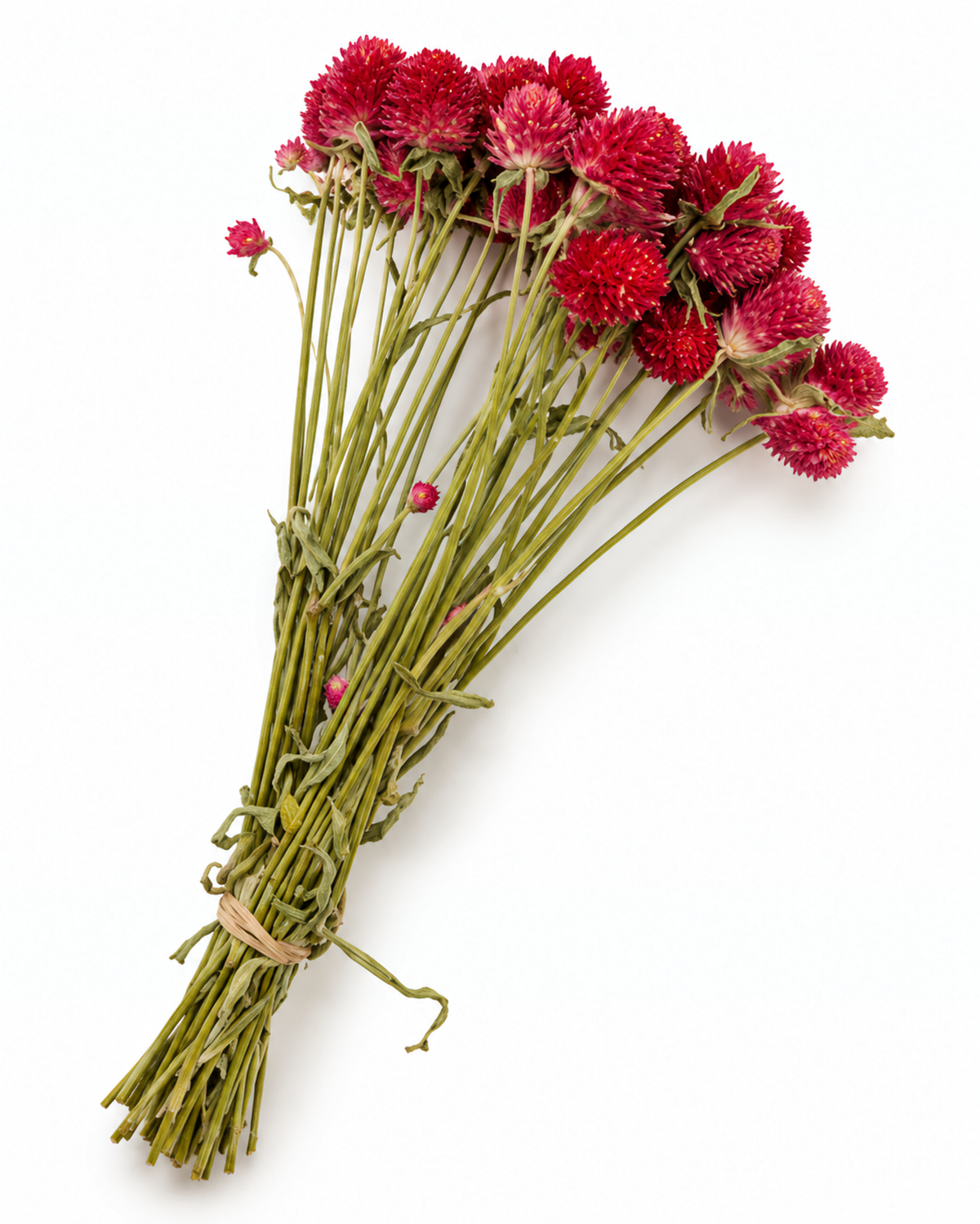 Dried Red Globe Amaranth Bouquet - Gomphrena Globosa - 45-50 g / 35 cm