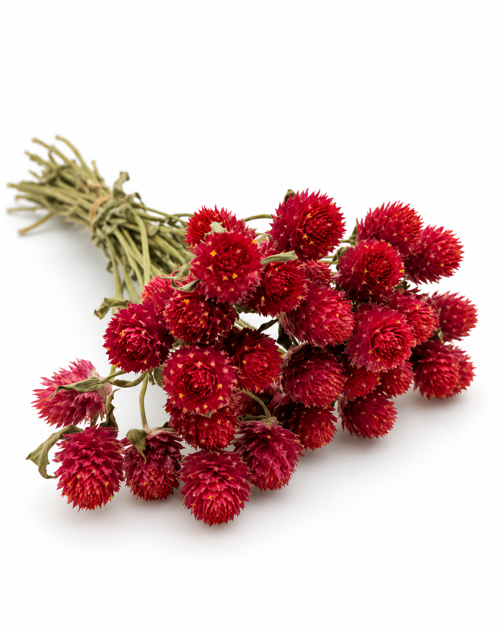 Hastes de Gomphrena Marfim Secas Naturais - Perpétuas Creme