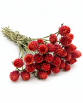 Hastes de Gomphrena Secas Vermelhas