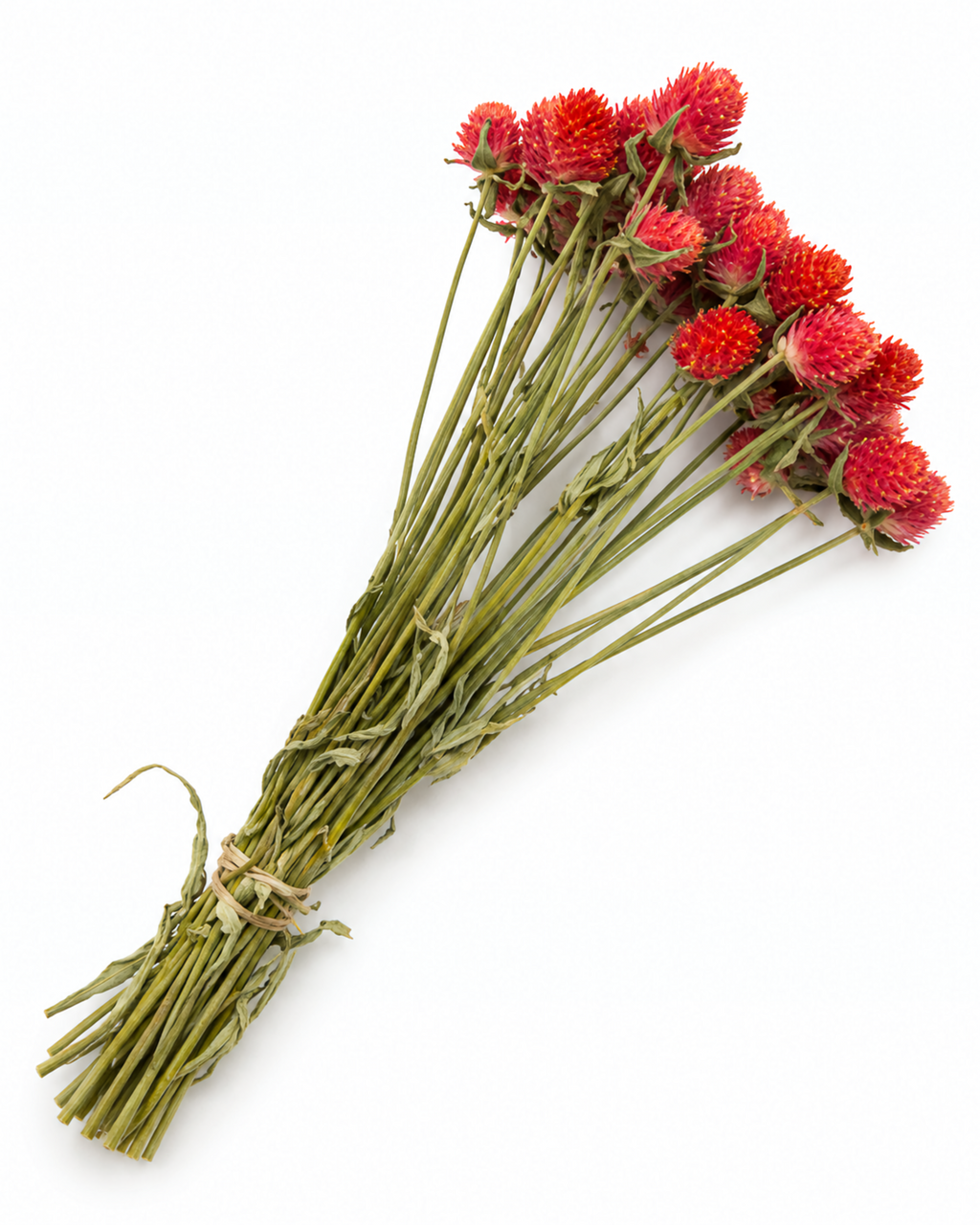 Hastes de Gomphrena Secas Vermelhas