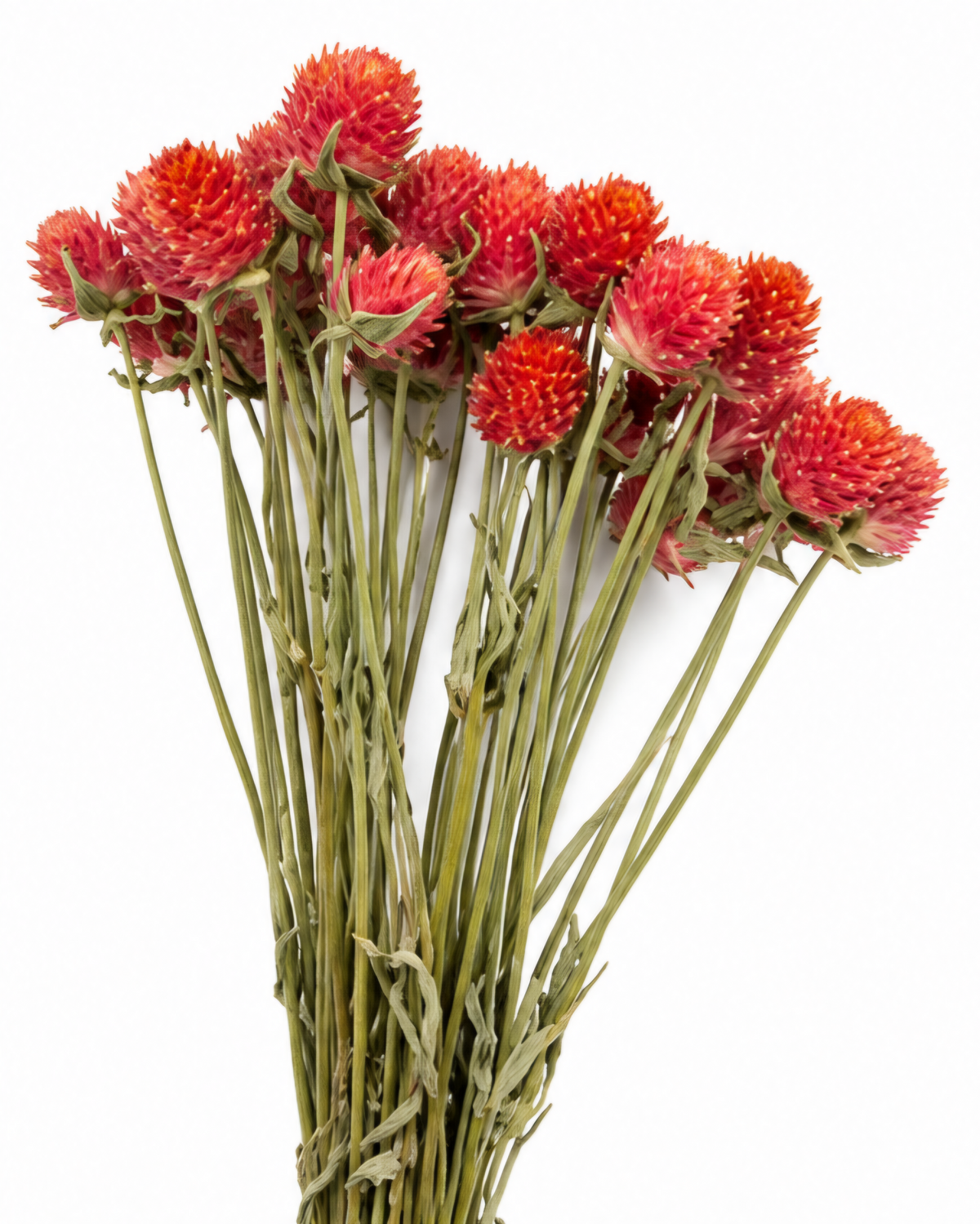 Dried Orange Globe Amaranth Bouquet - Gomphrena Globosa - 45-50 g / 35 cm