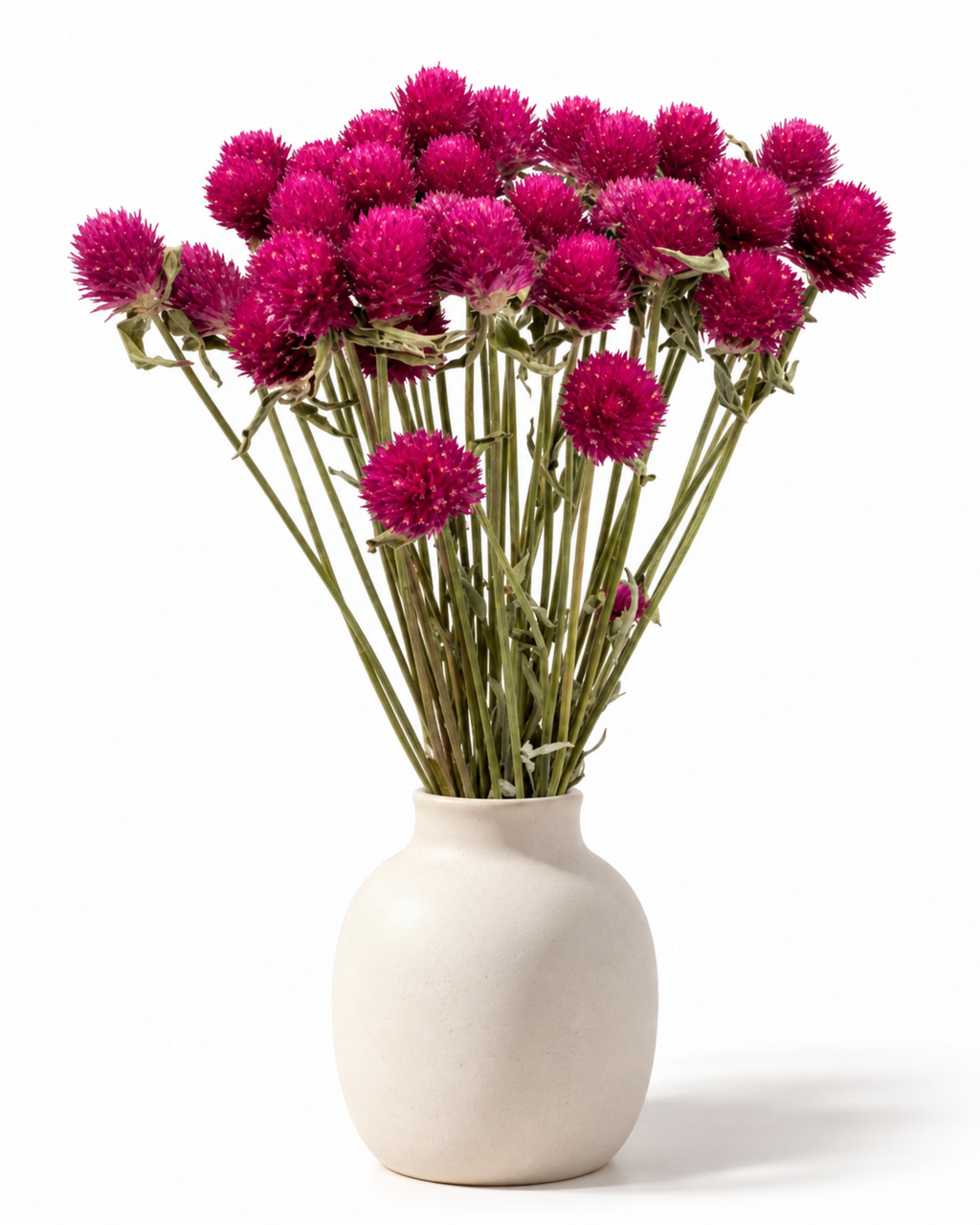 Pink & Ivory Dried Gomphrena Bouquet 35-40cm - 10 Stems Mixed Flowers