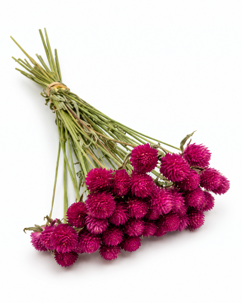 Pink & Ivory Dried Gomphrena Bouquet 35-40cm - 10 Stems Mixed Flowers