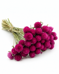 Pink & Ivory Dried Gomphrena Bouquet 35-40cm - 10 Stems Mixed Flowers