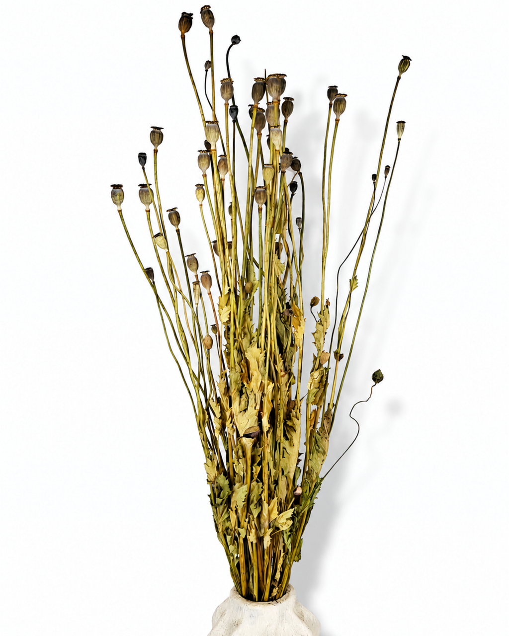Natural Dried Poppy