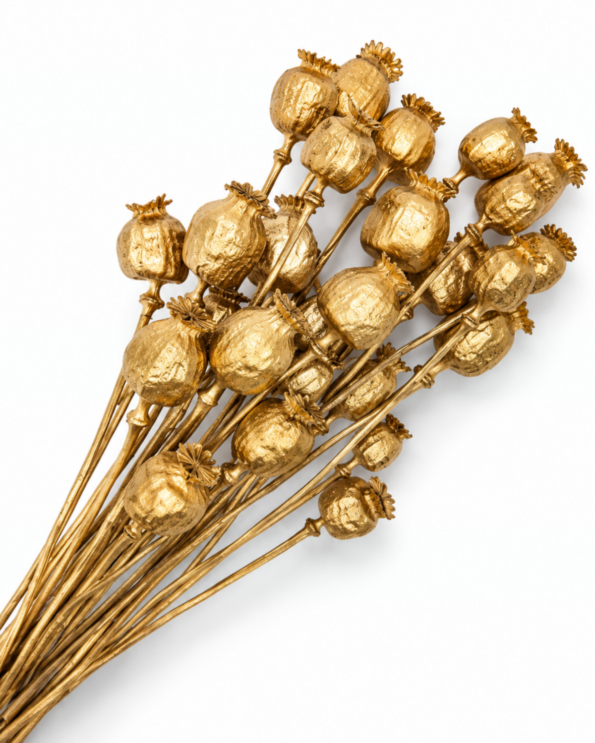 Dried Gold Poppy Pods Bundle - Papaver - 135 g / 60 cm