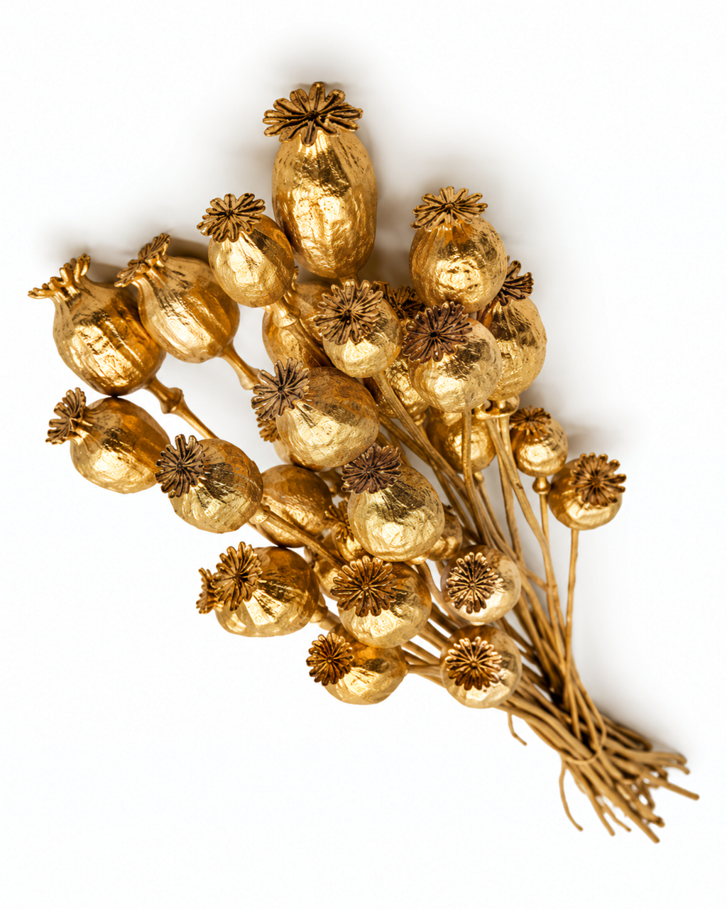 Dried Gold Poppy Pods Bundle - Papaver - 135 g / 60 cm