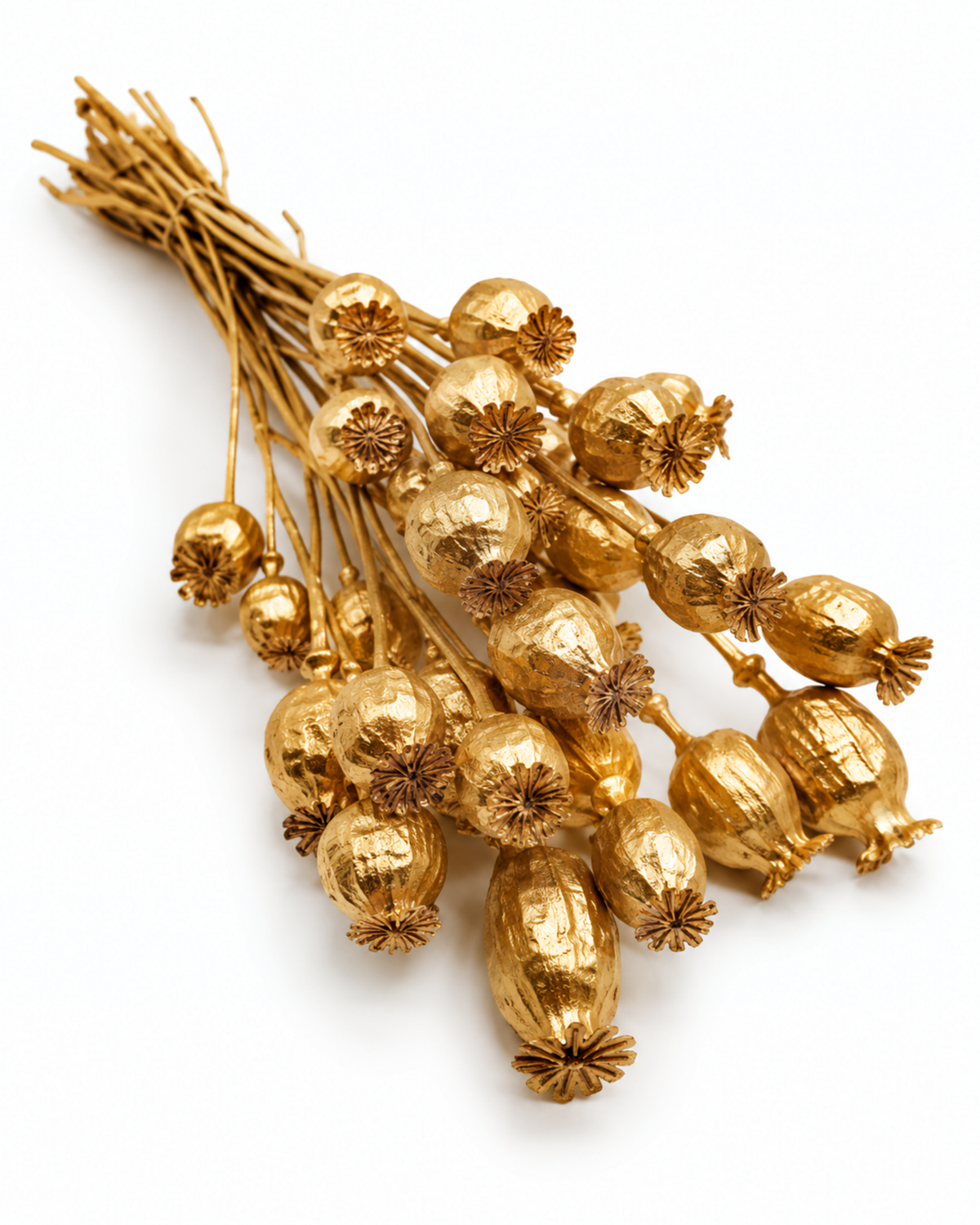 Dried Gold Poppy Pods Bundle - Papaver - 135 g / 60 cm