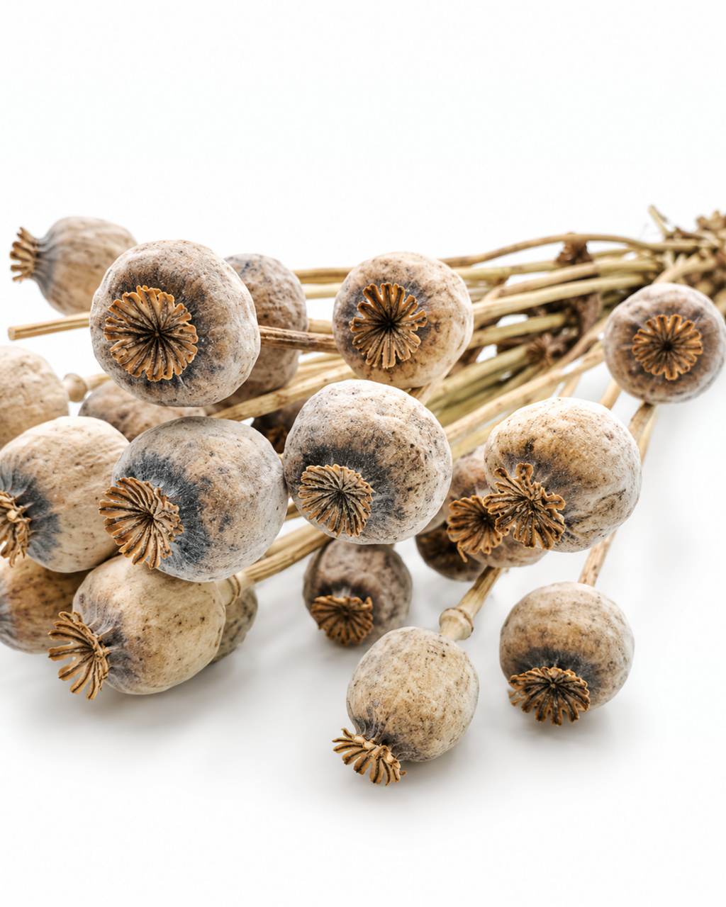 Natural Dried Poppy Pods Bundle - Papaver - 140 g / 60 cm