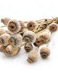 Natural Dried Poppy Pods Bundle - Papaver - 140 g / 60 cm