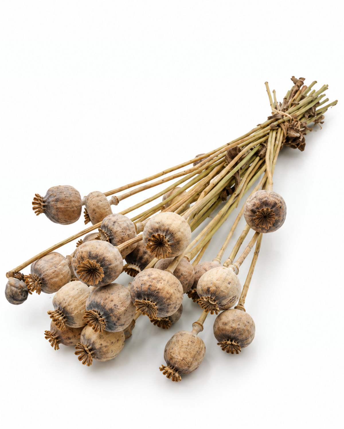 Natural Dried Poppy Pods Bundle - Papaver - 140 g / 60 cm