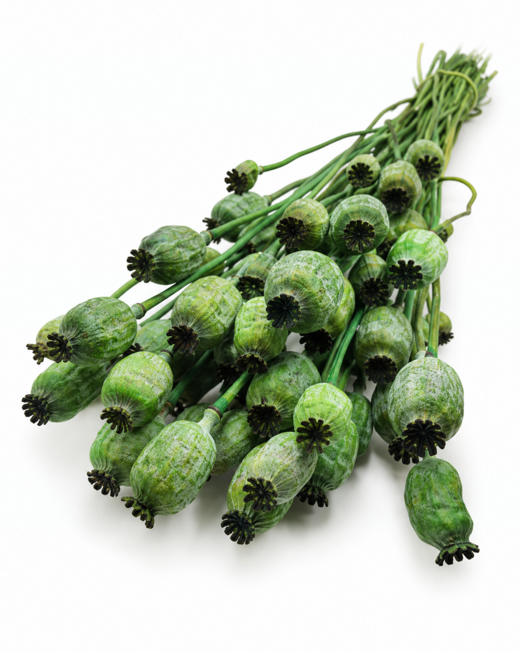 Dried Green Poppy Pods Bundle - Papaver - 135 g / 60 cm