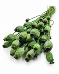Dried Green Poppy Pods Bundle - Papaver - 135 g / 60 cm