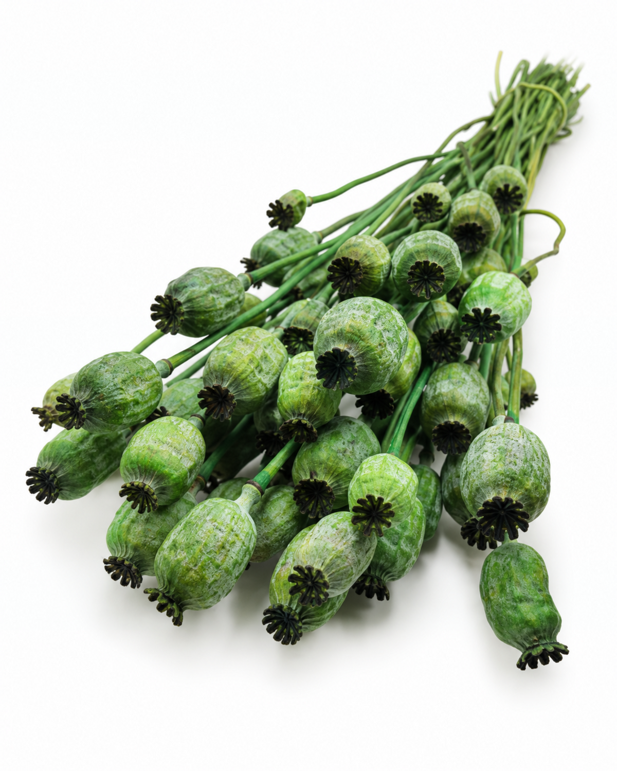 Dried Green Poppy Pods Bundle - Papaver - 135 g / 60 cm
